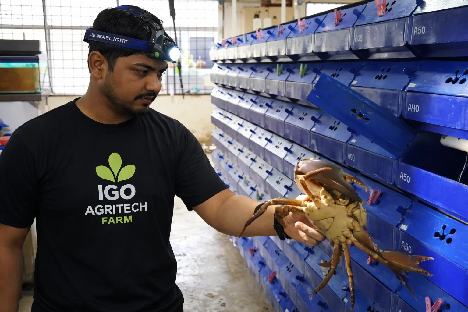 Crab Farming Projects